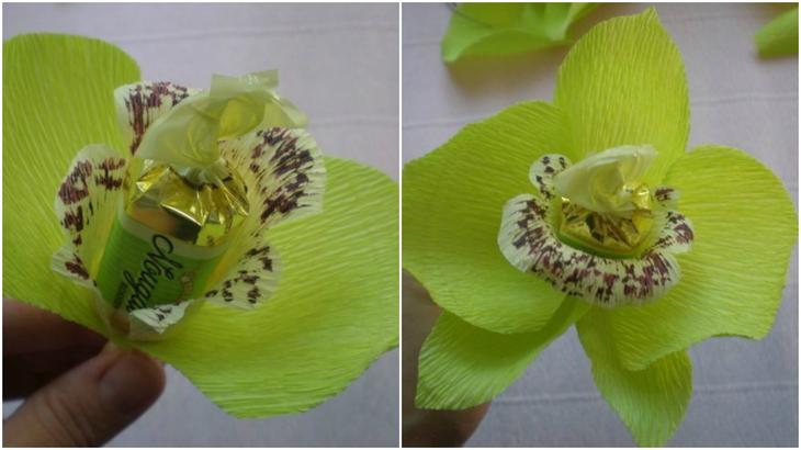 Конфетные орхидеи