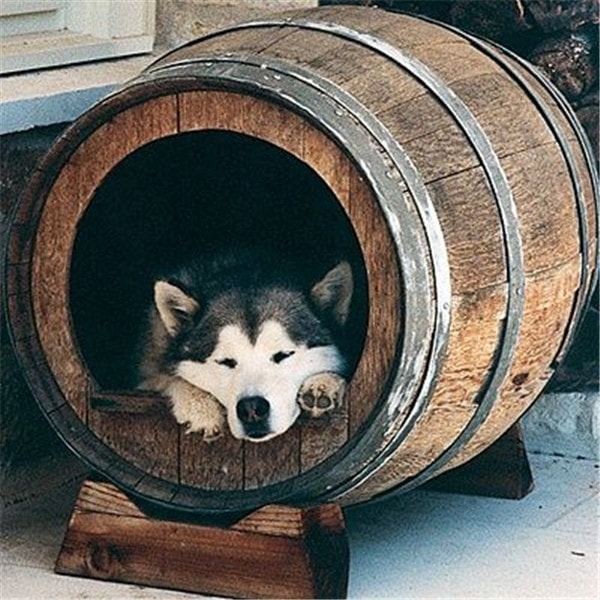 Строим будку для собаки: 10 пошаговых инструкций на фото
